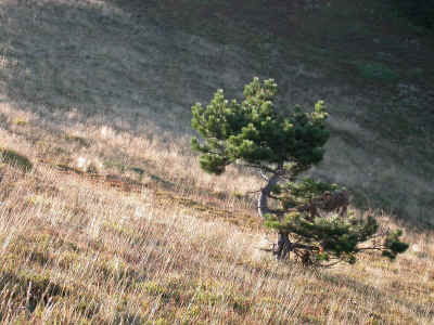 2002-09 Appennino-0036 web.jpg (565200 byte)